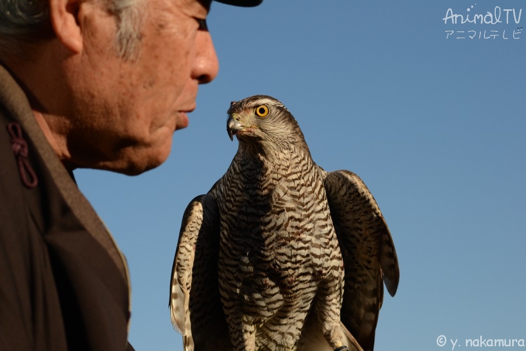 A person engages in hawking with hawks he has trained_3