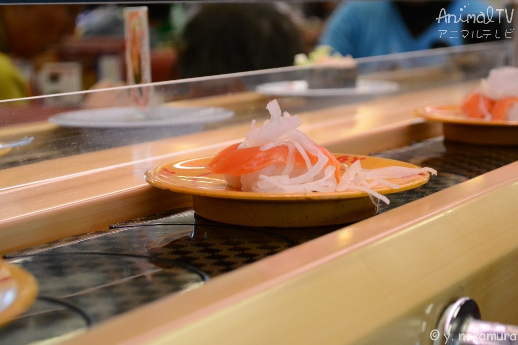 sushi train in Japan