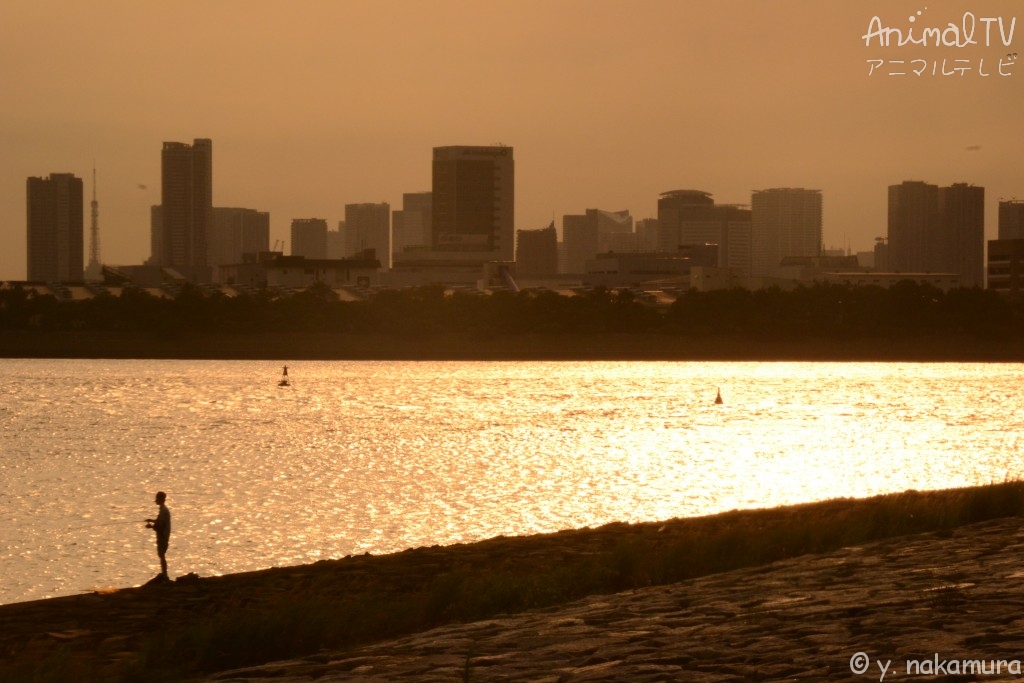 Sea, Tokyo Bay in Japan