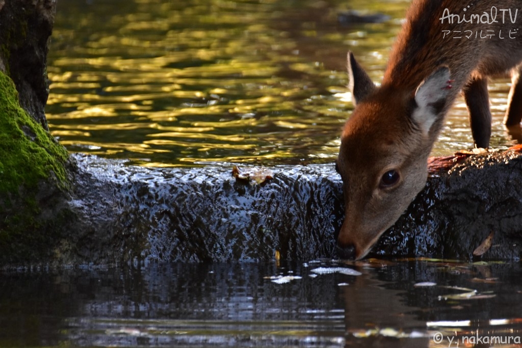 Fawn in Autumn