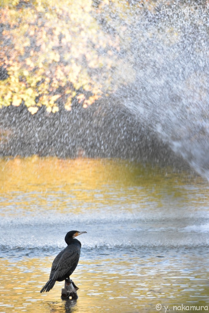 Great Cormorant in Japan