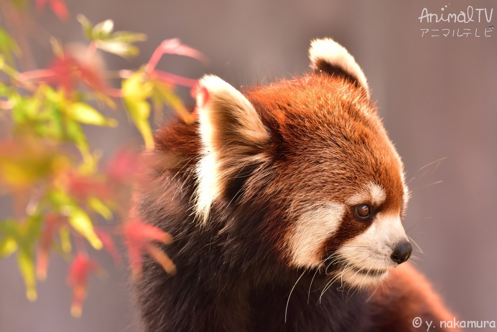 Red Panda in Autumn_2