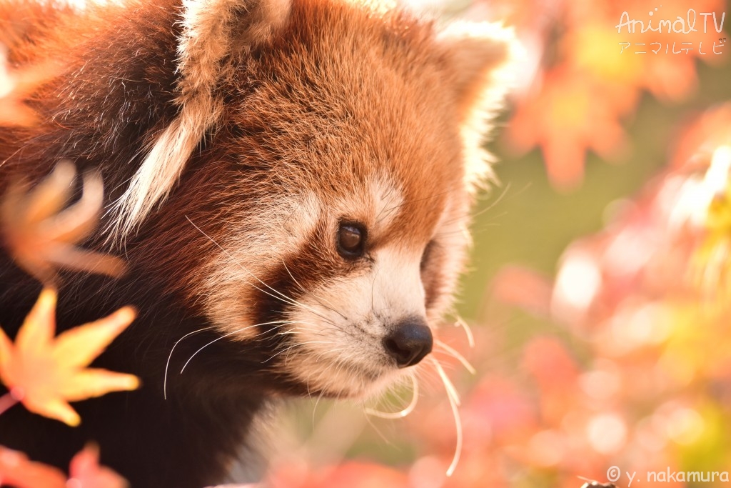 Red Panda in Autumn