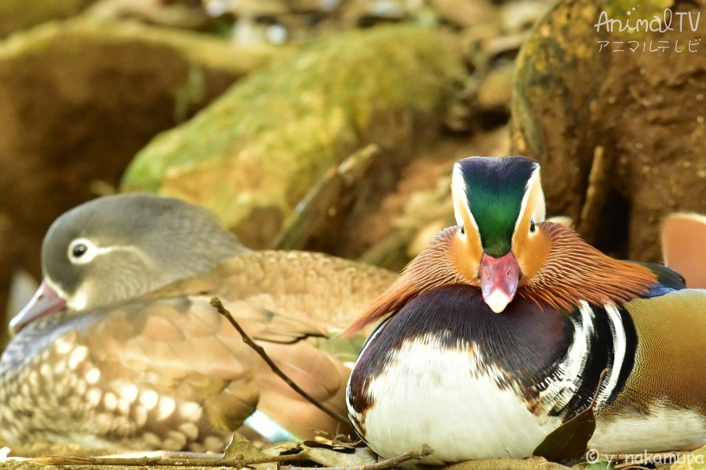 Mandarin duck Lover