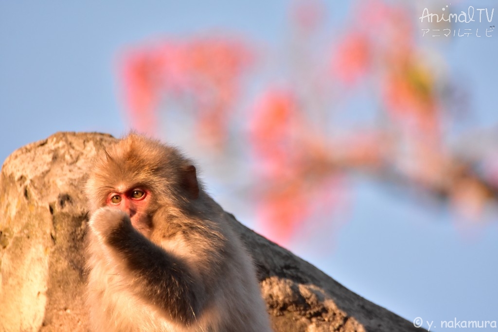 Japanese Monkey in Autumn