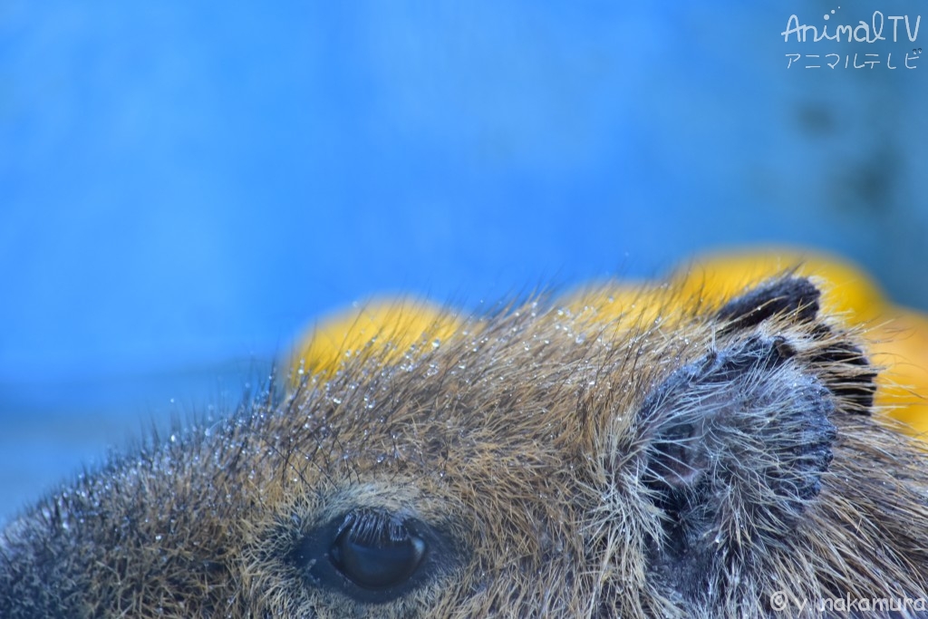 Capybara In　a hot citron bath