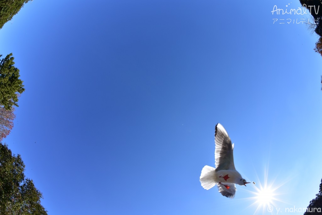 Black-headed Gull in Japan