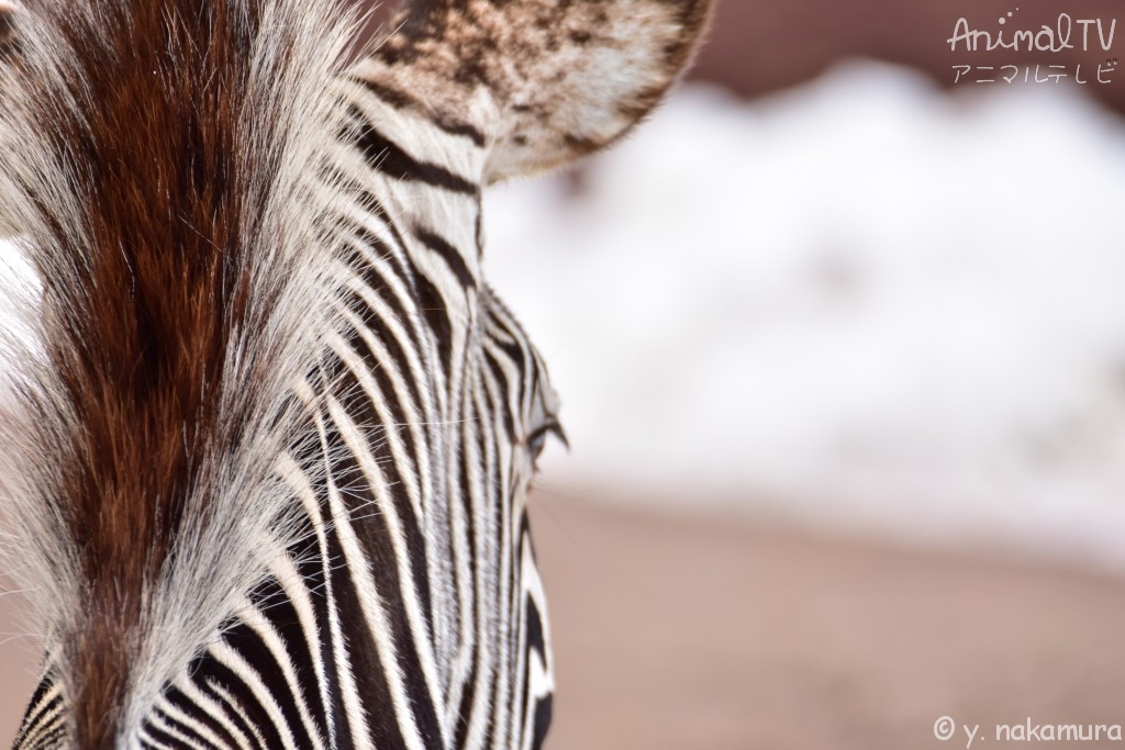 Zebra in snow day