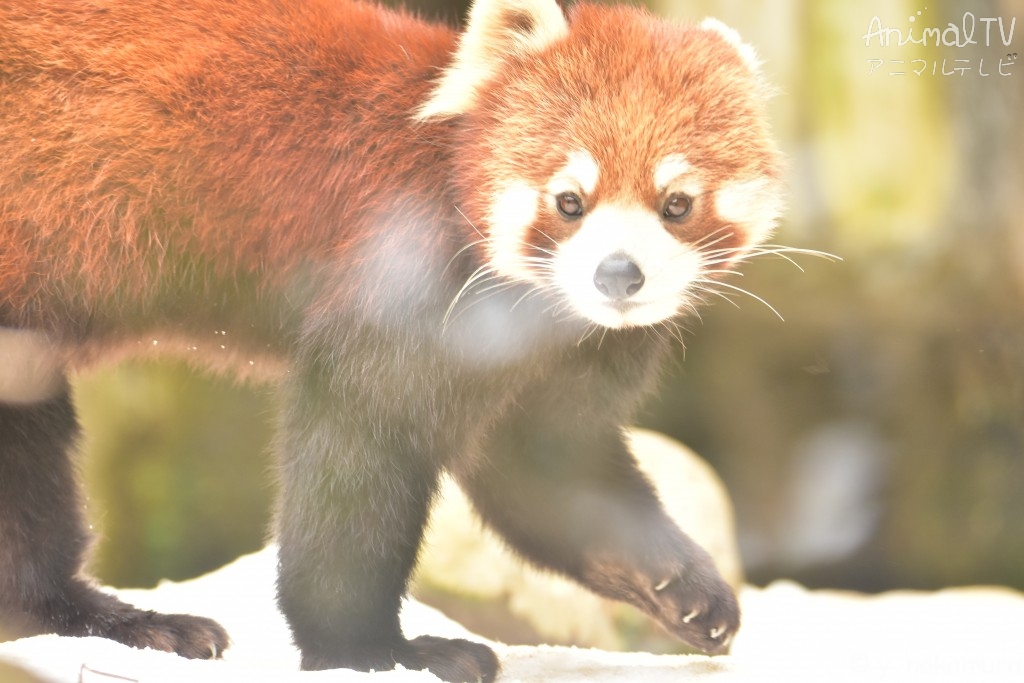 Red panda in snow day_2