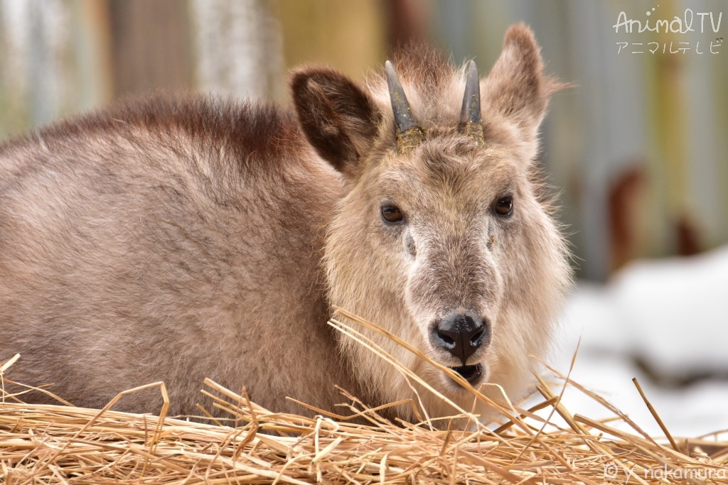 Japanese Serow in snow day