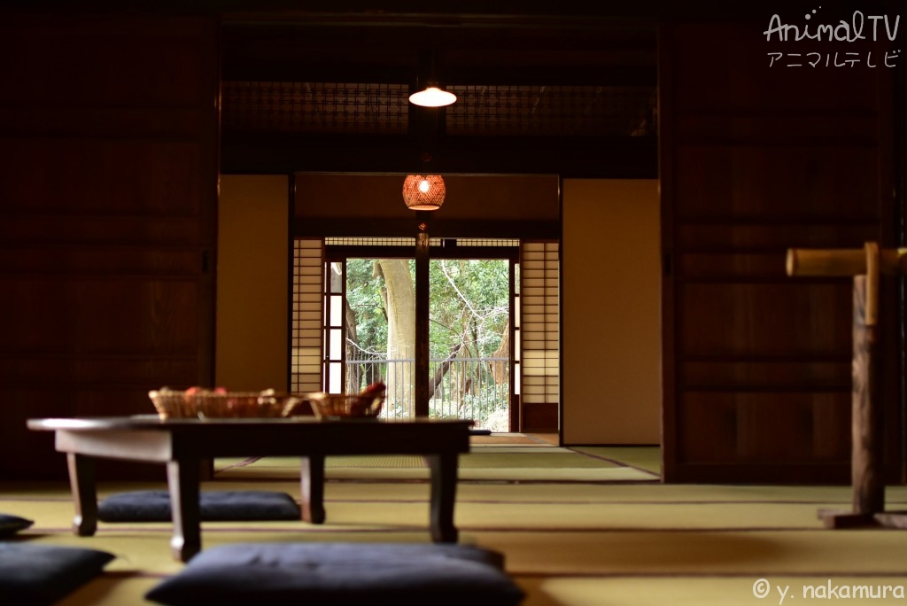 Old homes, especially traditional Japanese