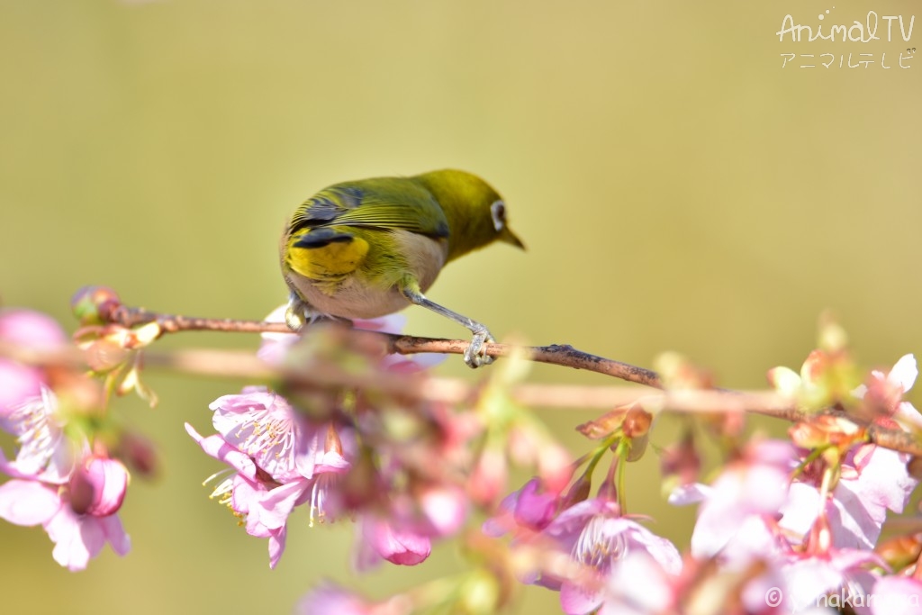 White-eyes on Sakura, Cherry blossom tree_2