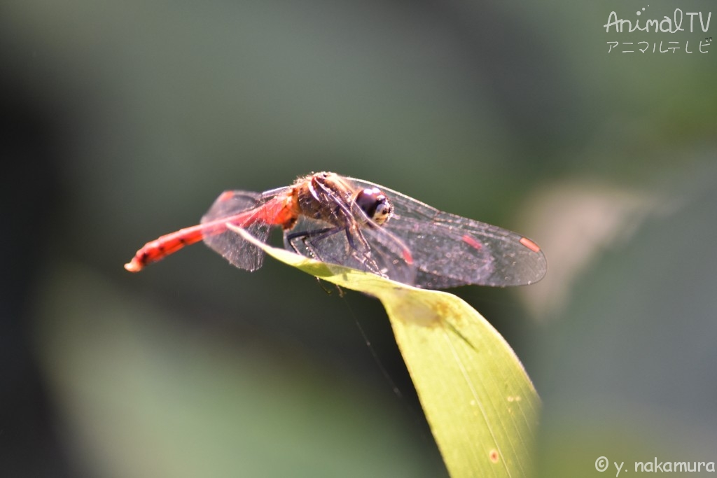 Red dragonfly