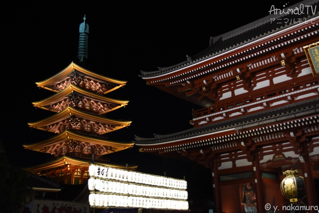 The oldest temple in Tokyo is “Sensoji Temple” in Japan