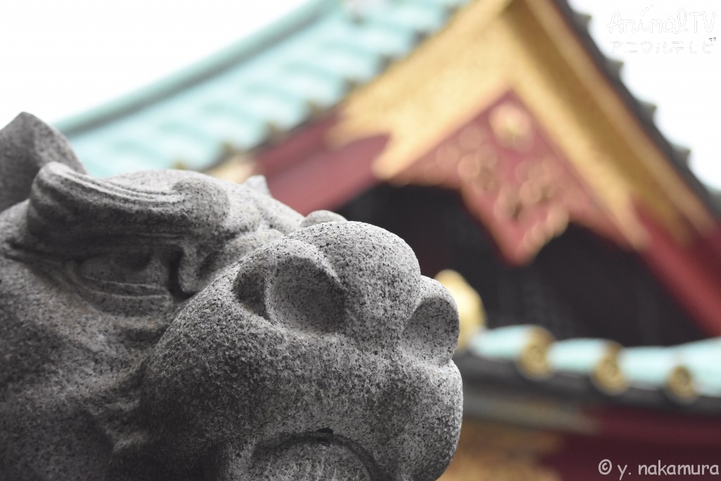 Guardian lion-dog at Shrine in Japan